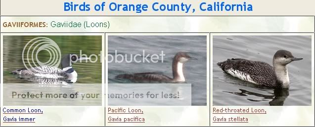 Loons.jpg