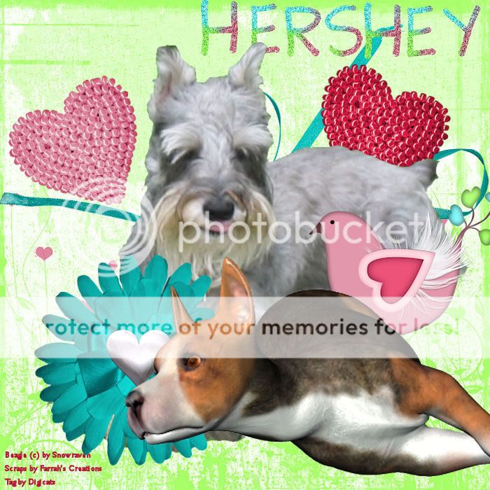 Dog,Happy Valentine's Day