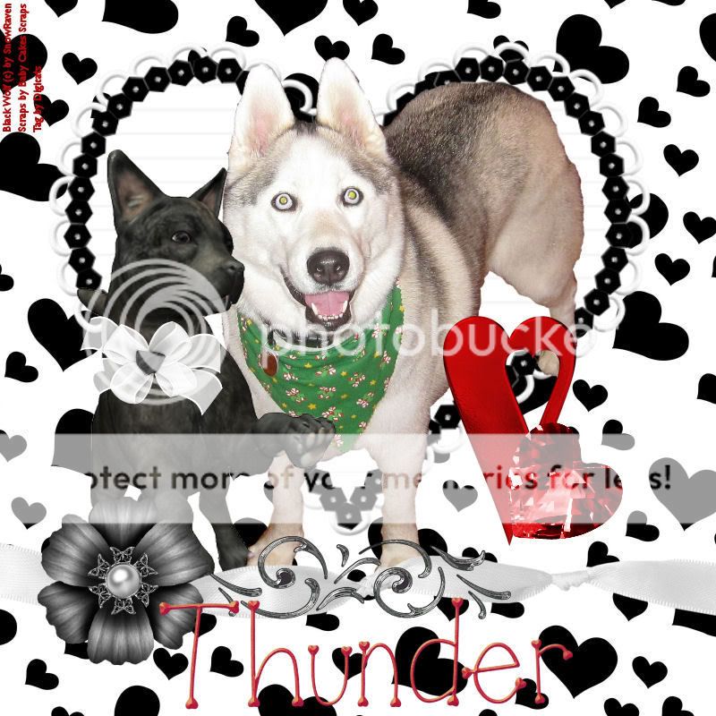 Dog,Happy Valentine's Day