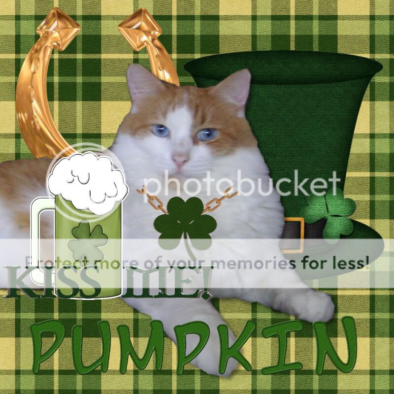 Bi-colored Cat,Gorgeous Ginger,St. Patrick's Day