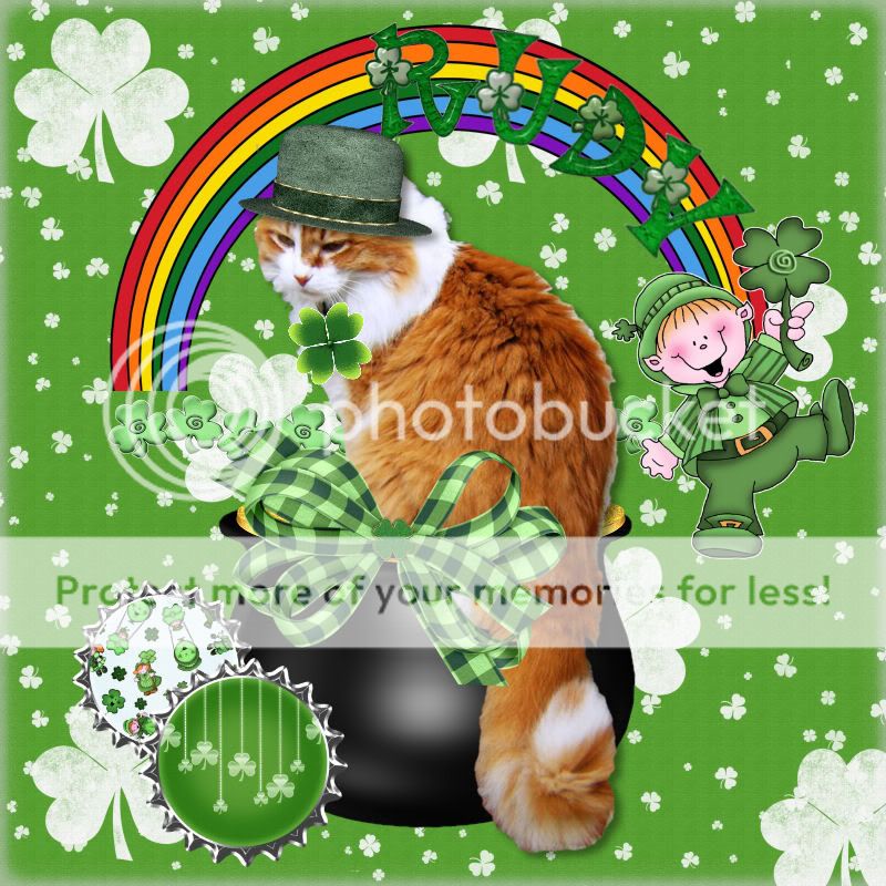 Gorgeous Ginger,St. Patrick's Day,Bi-colored Cat