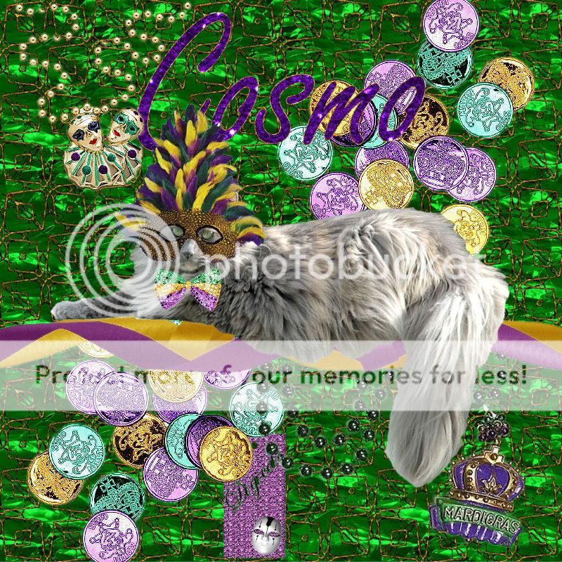 Domestic Longhair,Mardi Gras