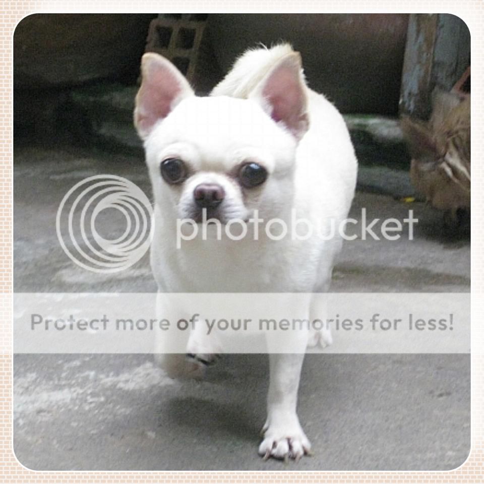 Chihuahua thuần chủng cực đẹp đây cả nhà.. - 1