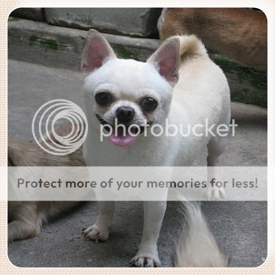 Chihuahua thuần chủng cực đẹp đây cả nhà..