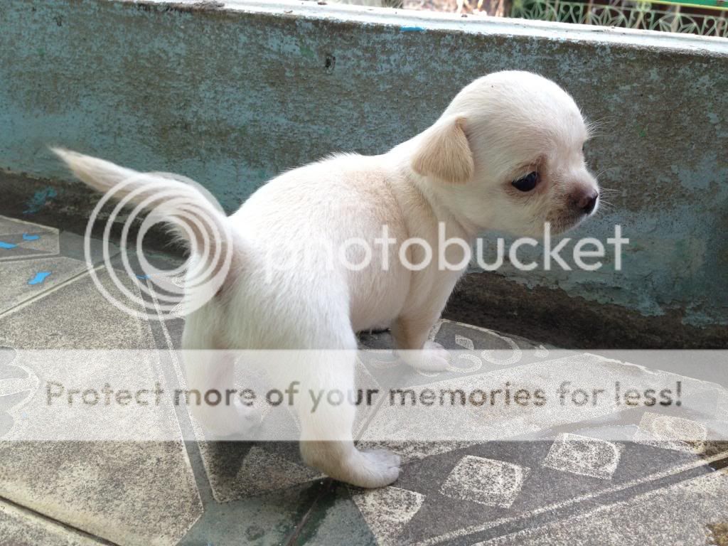 Chihuahua thuần chủng cực đẹp đây cả nhà.. - 12