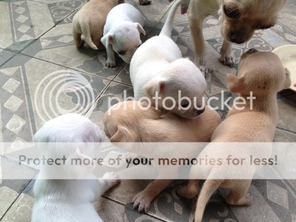 Chihuahua thuần chủng cực đẹp đây cả nhà.. - 7