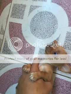 Chihuahua thuần chủng cực đẹp đây cả nhà.. - 13